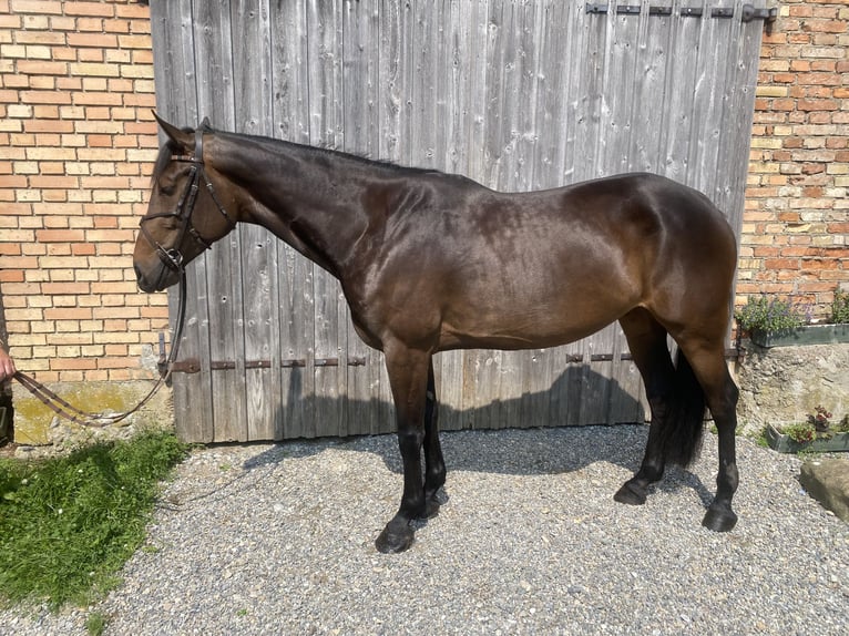 Deutsches Sportpferd Stute 5 Jahre 167 cm Brauner in Wangen im Allg&#xE4;u