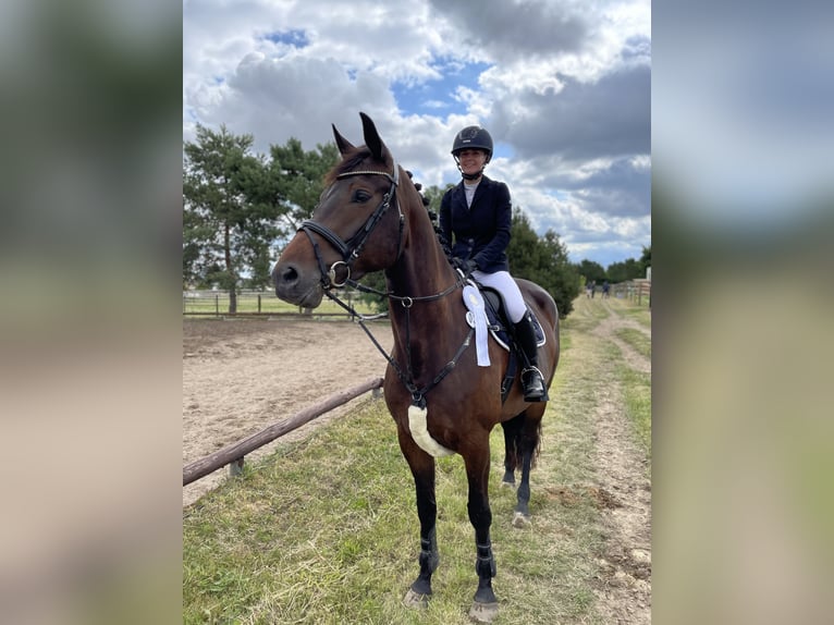 Deutsches Sportpferd Stute 5 Jahre 167 cm Dunkelbrauner in Dahme/Mark