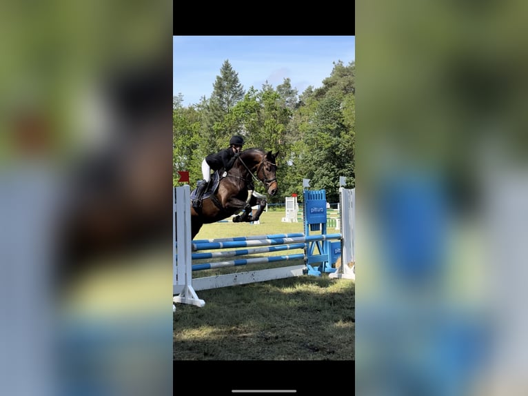 Deutsches Sportpferd Stute 5 Jahre 167 cm Dunkelbrauner in Dahme/Mark