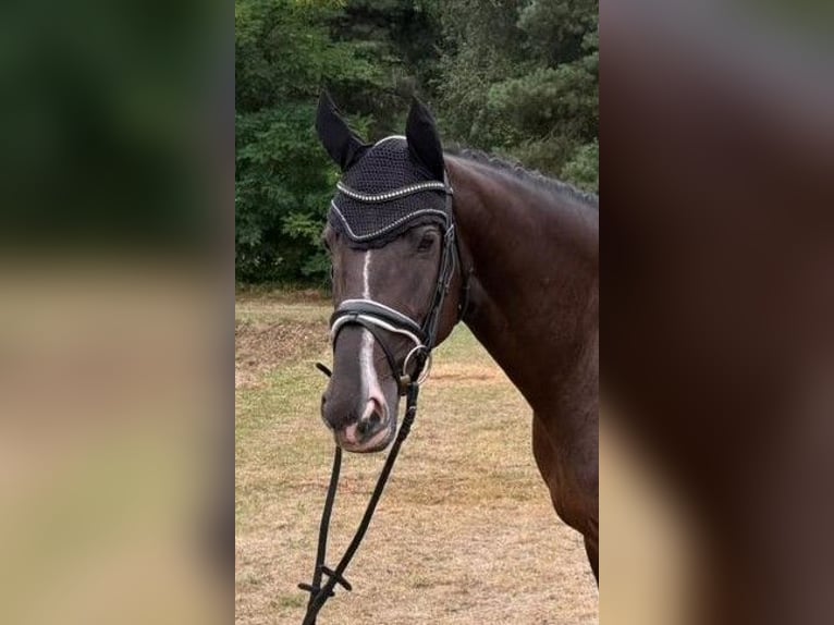 Deutsches Sportpferd Stute 5 Jahre 167 cm Dunkelfuchs in Farsleben