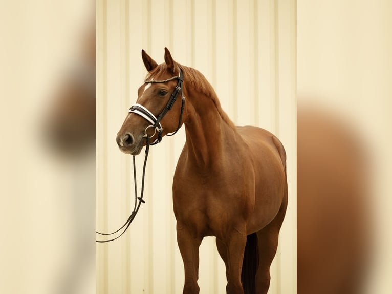 Deutsches Sportpferd Stute 5 Jahre 167 cm Fuchs in Westerheim