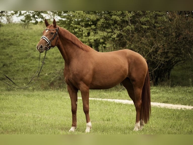 Deutsches Sportpferd Stute 5 Jahre 167 cm Fuchs in Westerheim