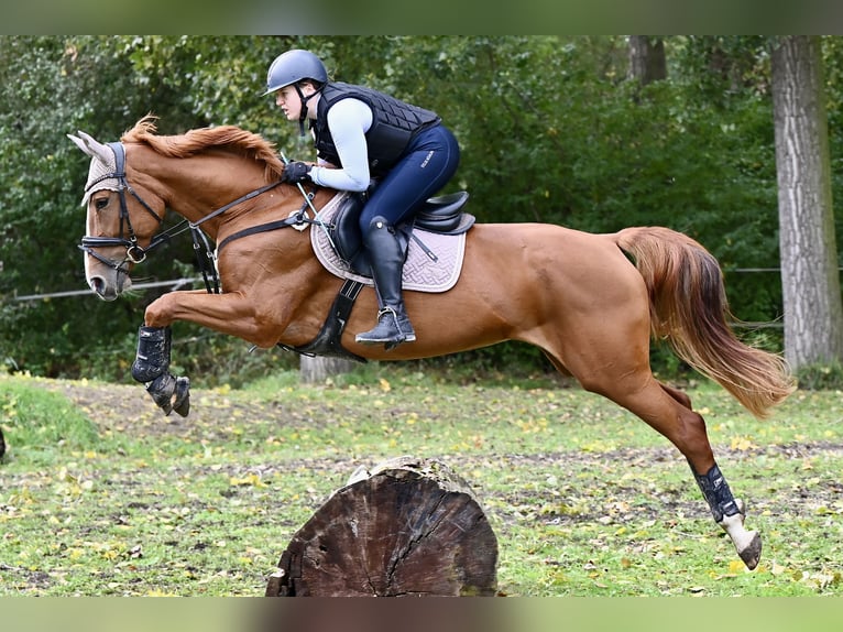 Deutsches Sportpferd Stute 5 Jahre 167 cm Fuchs in Neuhofen
