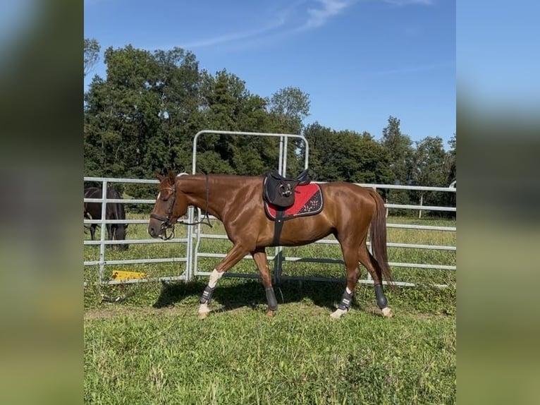 Deutsches Sportpferd Stute 5 Jahre 167 cm Fuchs in Balingen