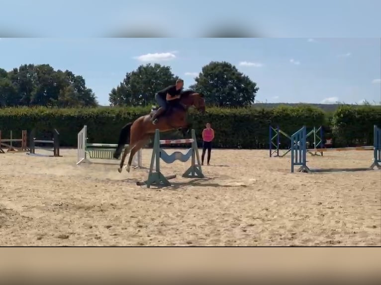 Deutsches Sportpferd Stute 5 Jahre 167 cm Hellbrauner in Havixbeck