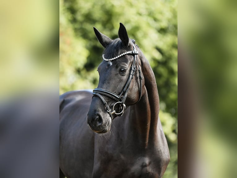 Deutsches Sportpferd Stute 5 Jahre 167 cm Rappe in Riedstadt