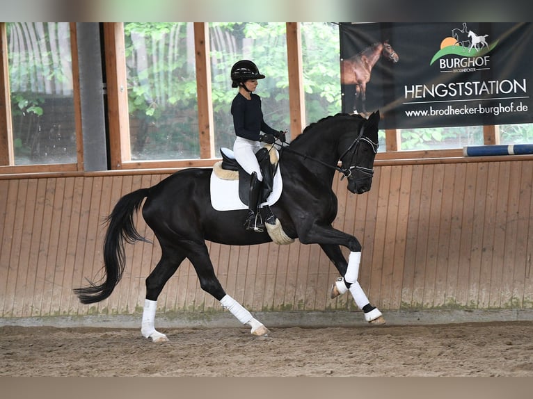 Deutsches Sportpferd Stute 5 Jahre 167 cm Rappe in Riedstadt