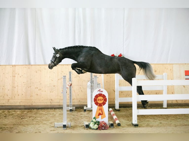 Deutsches Sportpferd Stute 5 Jahre 167 cm Schimmel in Erbach