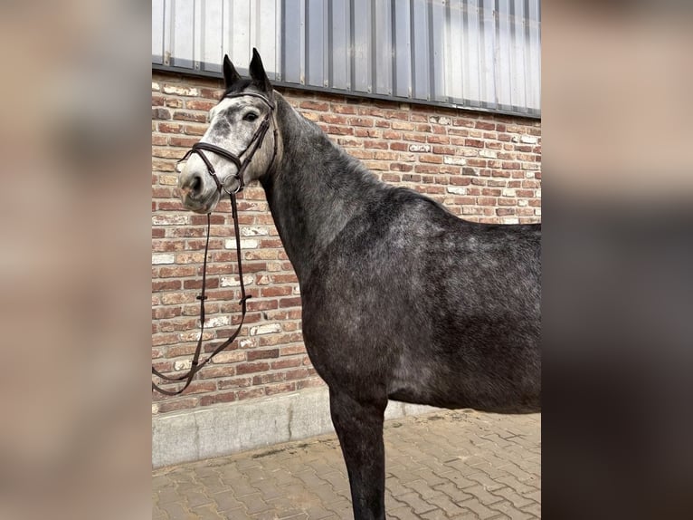 Deutsches Sportpferd Stute 5 Jahre 168 cm Apfelschimmel in Grevenbroich