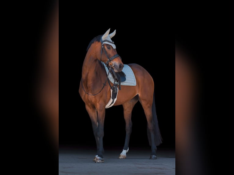 Deutsches Sportpferd Stute 5 Jahre 168 cm Brauner in Massing