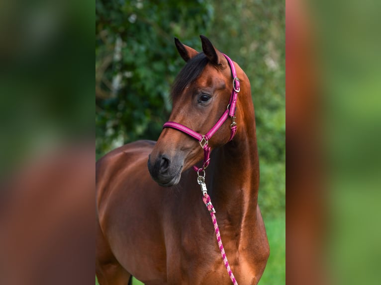 Deutsches Sportpferd Stute 5 Jahre 168 cm Brauner in Massing