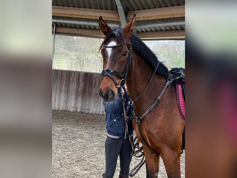 Deutsches Sportpferd Stute 5 Jahre 168 cm Brauner in Drackenstein