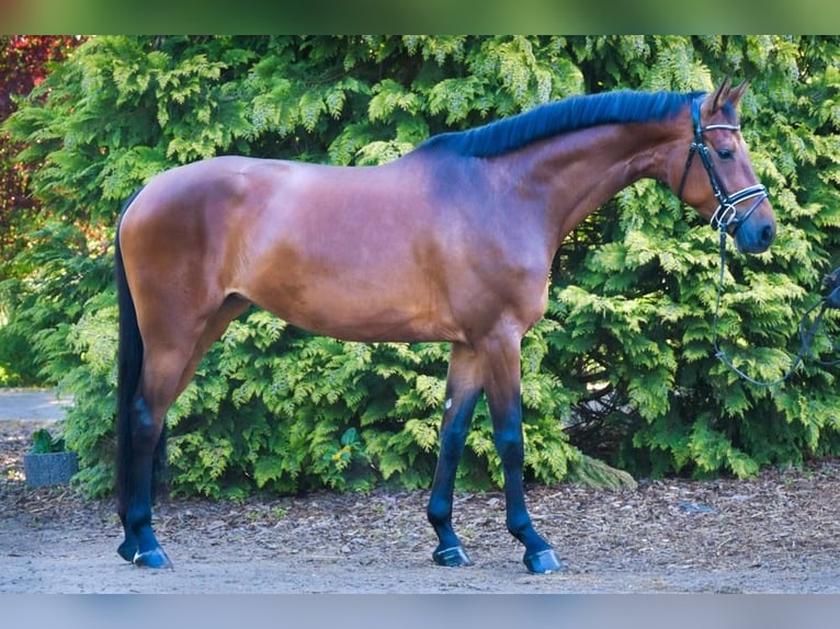 Deutsches Sportpferd Stute 5 Jahre 168 cm Brauner in Berne
