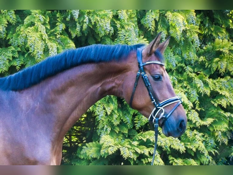 Deutsches Sportpferd Stute 5 Jahre 168 cm Brauner in Berne