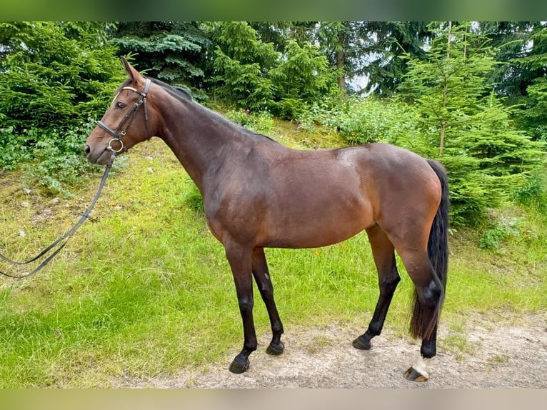 Deutsches Sportpferd Stute 5 Jahre 168 cm Brauner in Chemnitz