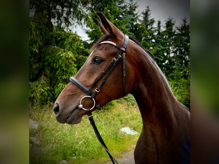 Deutsches Sportpferd Stute 5 Jahre 168 cm Brauner in Chemnitz