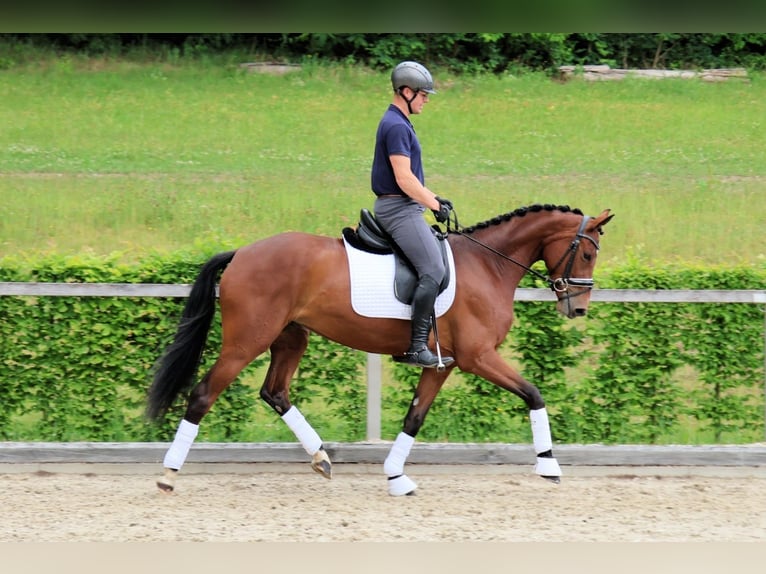 Deutsches Sportpferd Stute 5 Jahre 168 cm Brauner in Radeburg