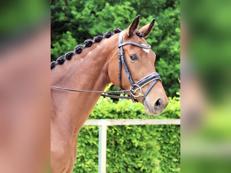 Deutsches Sportpferd Stute 5 Jahre 168 cm Brauner in Radeburg