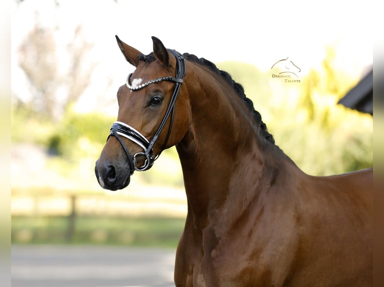 Deutsches Sportpferd Stute 5 Jahre 168 cm Brauner in Vechta