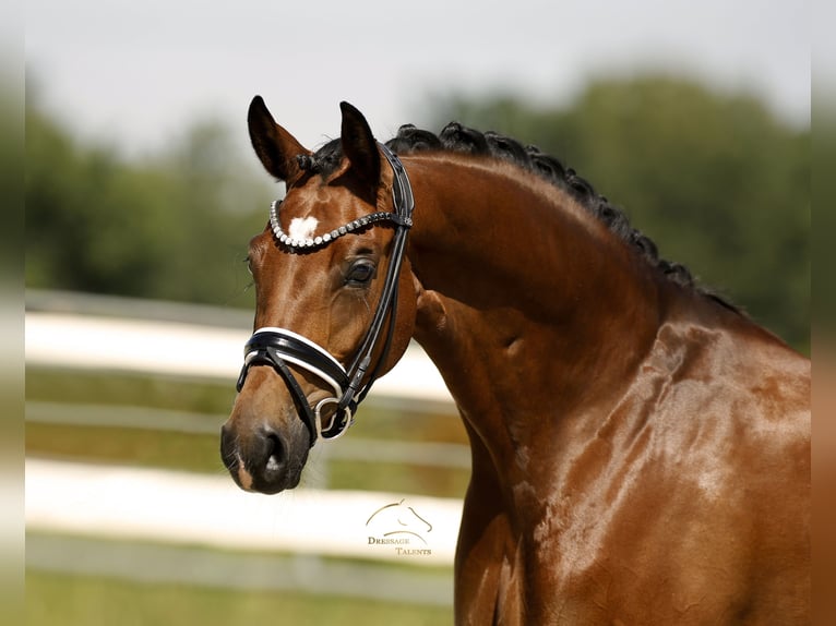 Deutsches Sportpferd Stute 5 Jahre 168 cm Brauner in Vechta