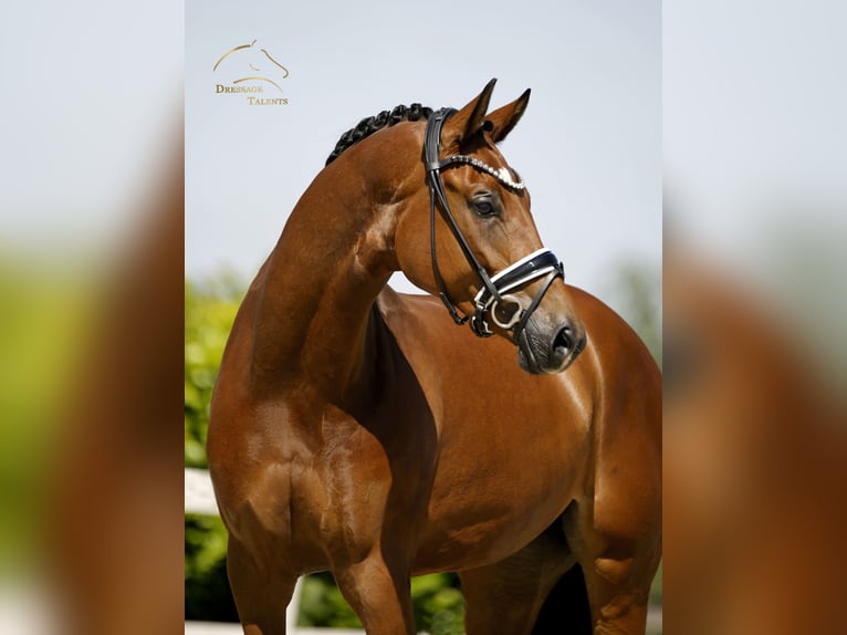 Deutsches Sportpferd Stute 5 Jahre 168 cm Brauner in Vechta