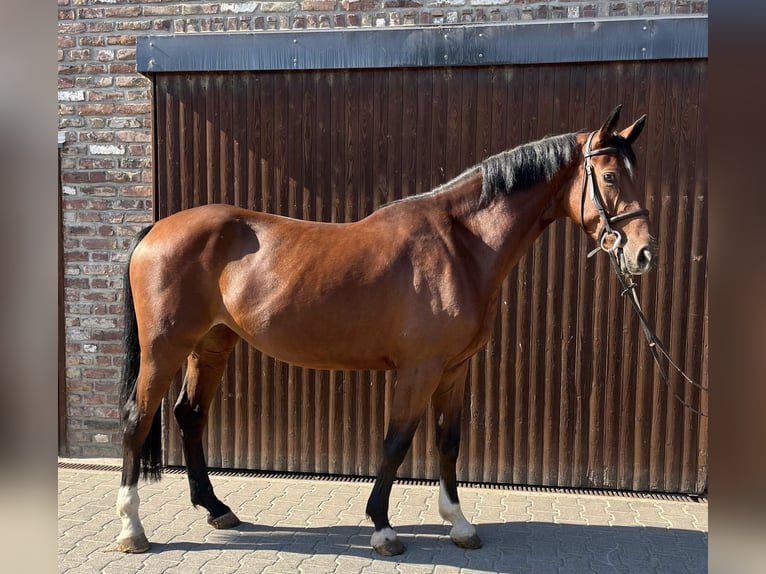 Deutsches Sportpferd Stute 5 Jahre 168 cm Brauner in Grevenbroich