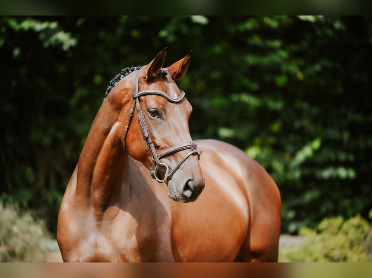 Deutsches Sportpferd Stute 5 Jahre 168 cm Brauner in Riedstadt