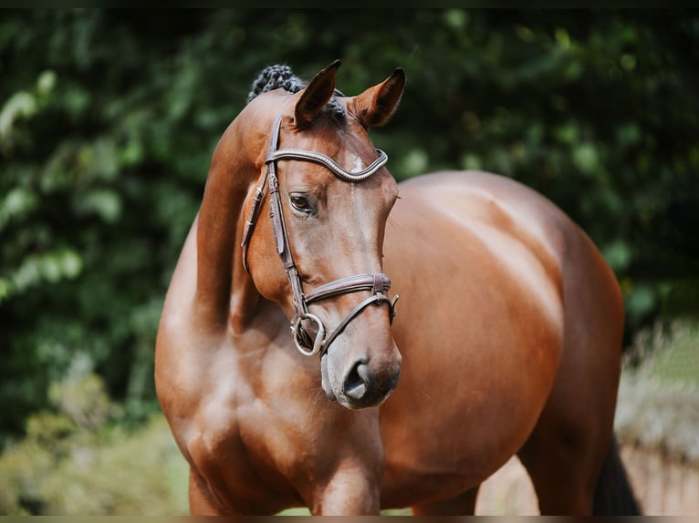 Deutsches Sportpferd Stute 5 Jahre 168 cm Brauner in Riedstadt