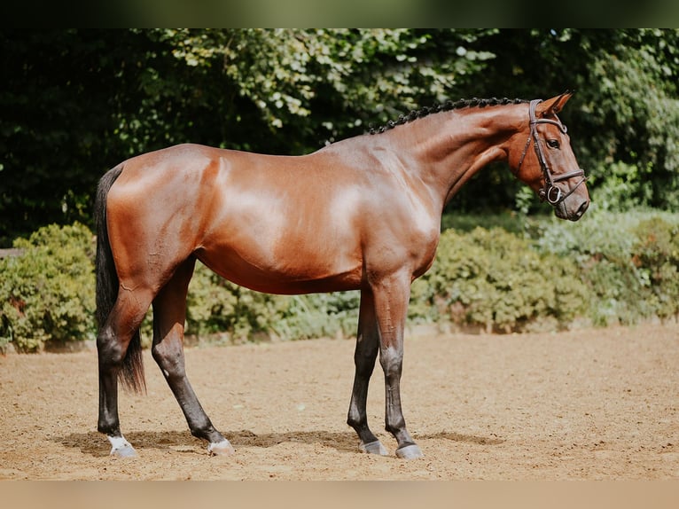 Deutsches Sportpferd Stute 5 Jahre 168 cm Brauner in Riedstadt