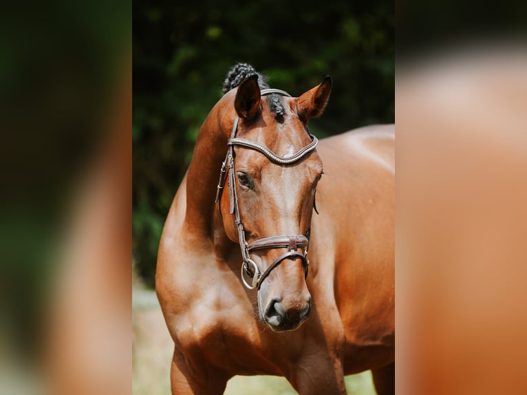 Deutsches Sportpferd Stute 5 Jahre 168 cm Brauner in Riedstadt