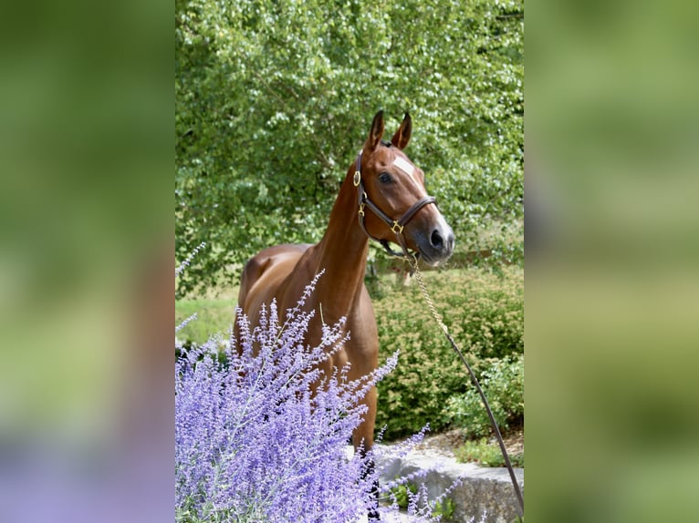 Deutsches Sportpferd Stute 5 Jahre 168 cm Brauner in Erharting