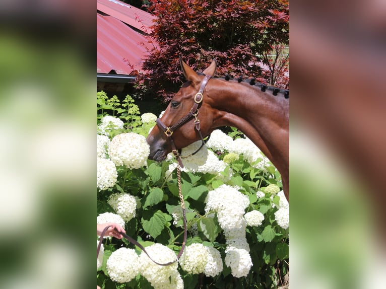 Deutsches Sportpferd Stute 5 Jahre 168 cm Brauner in Erharting