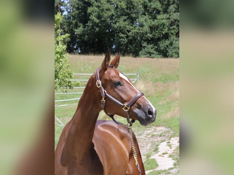 Deutsches Sportpferd Stute 5 Jahre 168 cm Brauner in Erharting