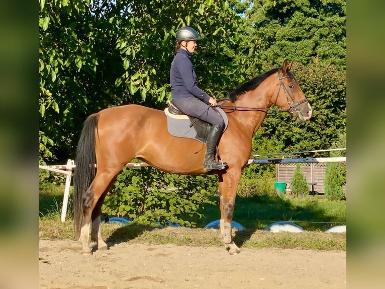 Deutsches Sportpferd Stute 5 Jahre 168 cm Brauner in Tiefenthal