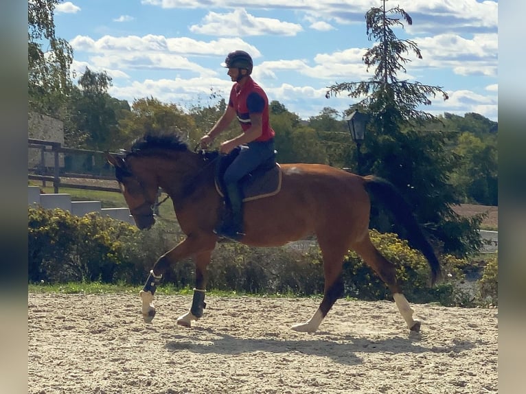 Deutsches Sportpferd Stute 5 Jahre 168 cm Brauner in Tiefenthal