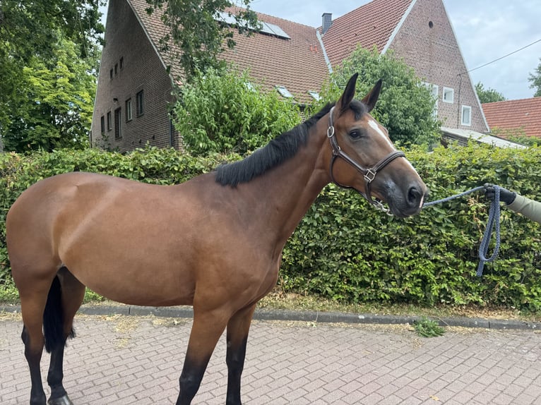Deutsches Sportpferd Stute 5 Jahre 168 cm Brauner in Senden