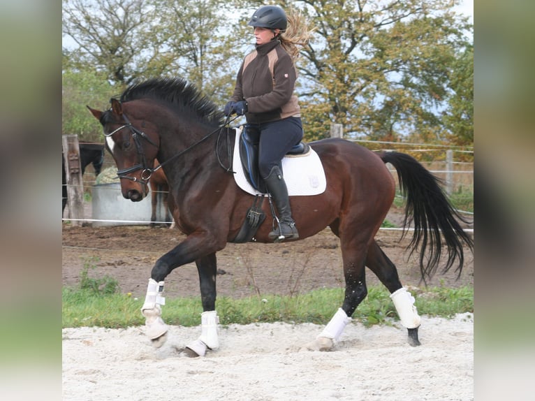 Deutsches Sportpferd Stute 5 Jahre 168 cm Brauner in Sperenberg