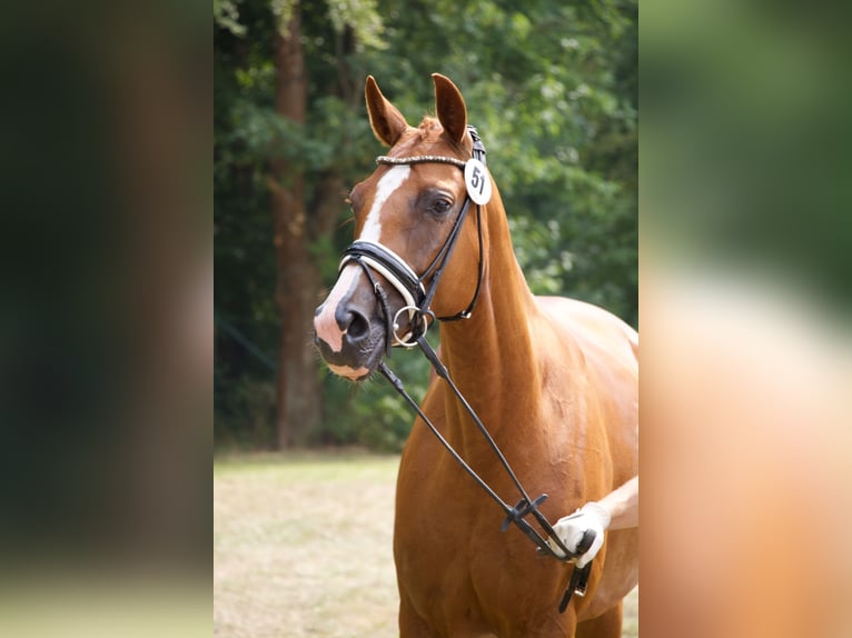 Deutsches Sportpferd Stute 5 Jahre 168 cm  in Pollitz (Altmark)