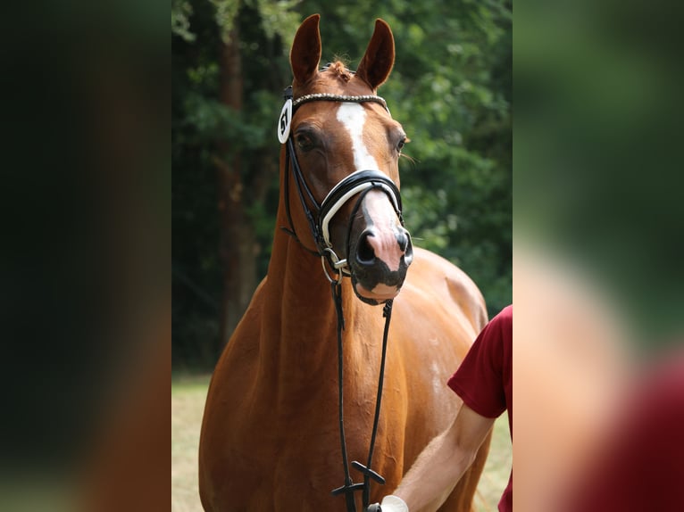 Deutsches Sportpferd Stute 5 Jahre 168 cm  in Pollitz (Altmark)