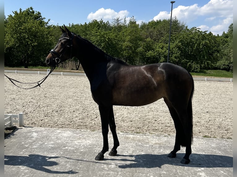 Deutsches Sportpferd Stute 5 Jahre 168 cm Dunkelbrauner in Mönchengladbach