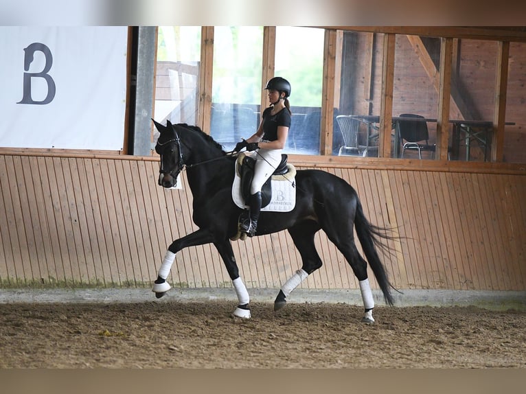 Deutsches Sportpferd Stute 5 Jahre 168 cm Dunkelbrauner in Riedstadt