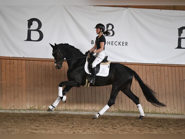 Deutsches Sportpferd Stute 5 Jahre 168 cm Dunkelbrauner in Riedstadt