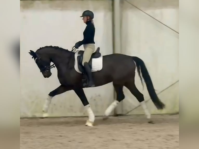 Deutsches Sportpferd Stute 5 Jahre 168 cm Dunkelbrauner in Berlin