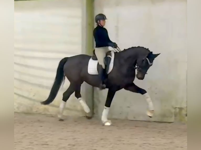 Deutsches Sportpferd Stute 5 Jahre 168 cm Dunkelbrauner in Prag