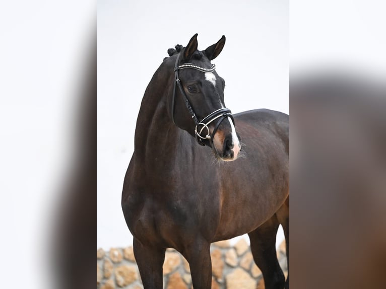 Deutsches Sportpferd Stute 5 Jahre 168 cm Dunkelbrauner in Röttingen