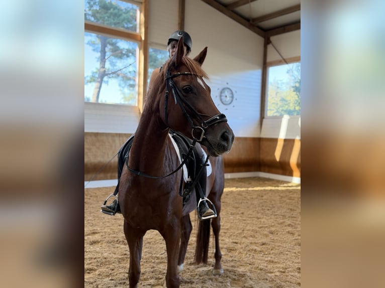 Deutsches Sportpferd Stute 5 Jahre 168 cm Dunkelfuchs in Bad Wurzach
