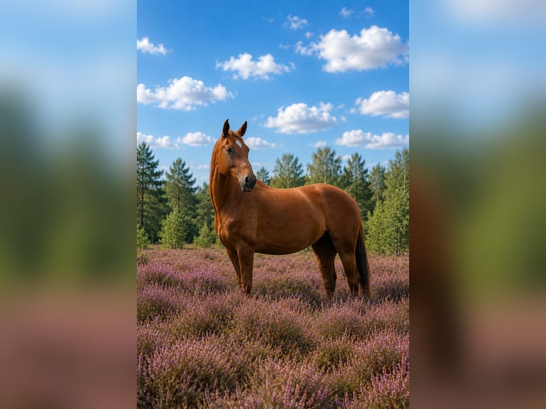 Deutsches Sportpferd Stute 5 Jahre 168 cm Fuchs in Klein Pampau