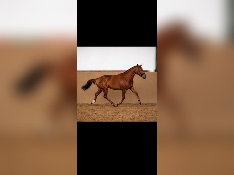 Deutsches Sportpferd Stute 5 Jahre 168 cm Fuchs in Klein Pampau