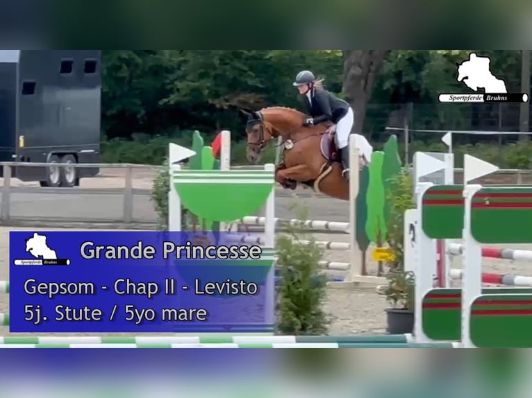 Deutsches Sportpferd Stute 5 Jahre 168 cm Fuchs in Gadow