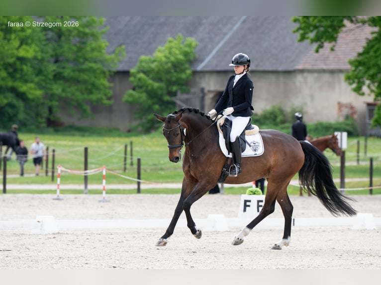 Deutsches Sportpferd Stute 5 Jahre 168 cm Rotbrauner in Strzegom